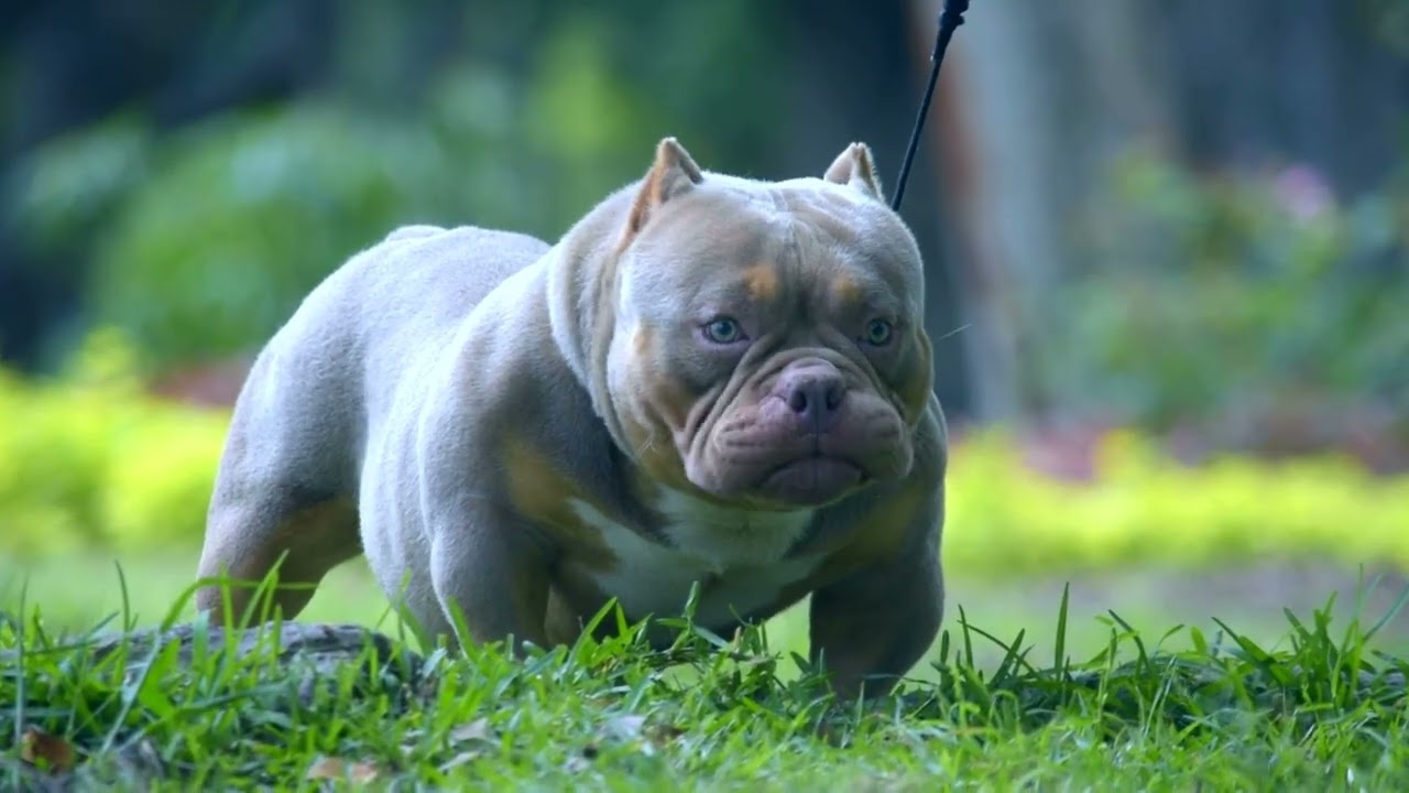 Exotic Bully lilac tri