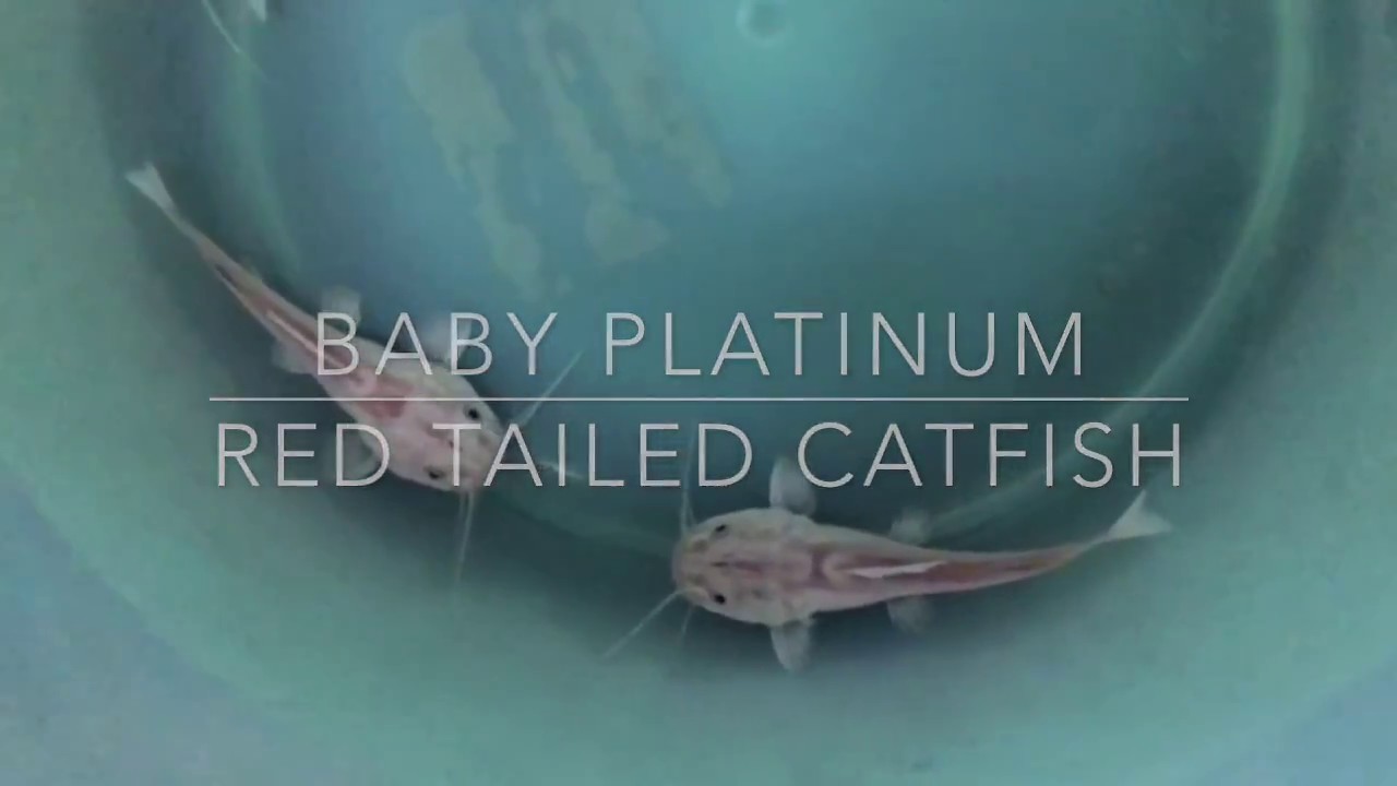 Rare baby platinum red tail catfishes