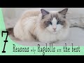 7 reasons why RAGDOLLS ARE THE BEST | Ragdolls Pixie and Bluebell