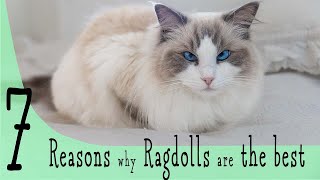 7 reasons why RAGDOLLS ARE THE BEST | Ragdolls Pixie and Bluebell