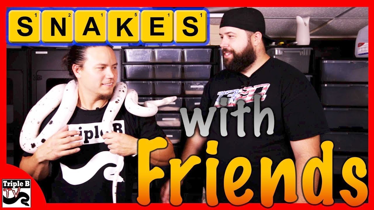pythons for sale Snakes with Friends : JK Reptiles - Ep.101