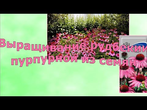 Выращивание рудбекии пурпурной из семян (Часть 1)