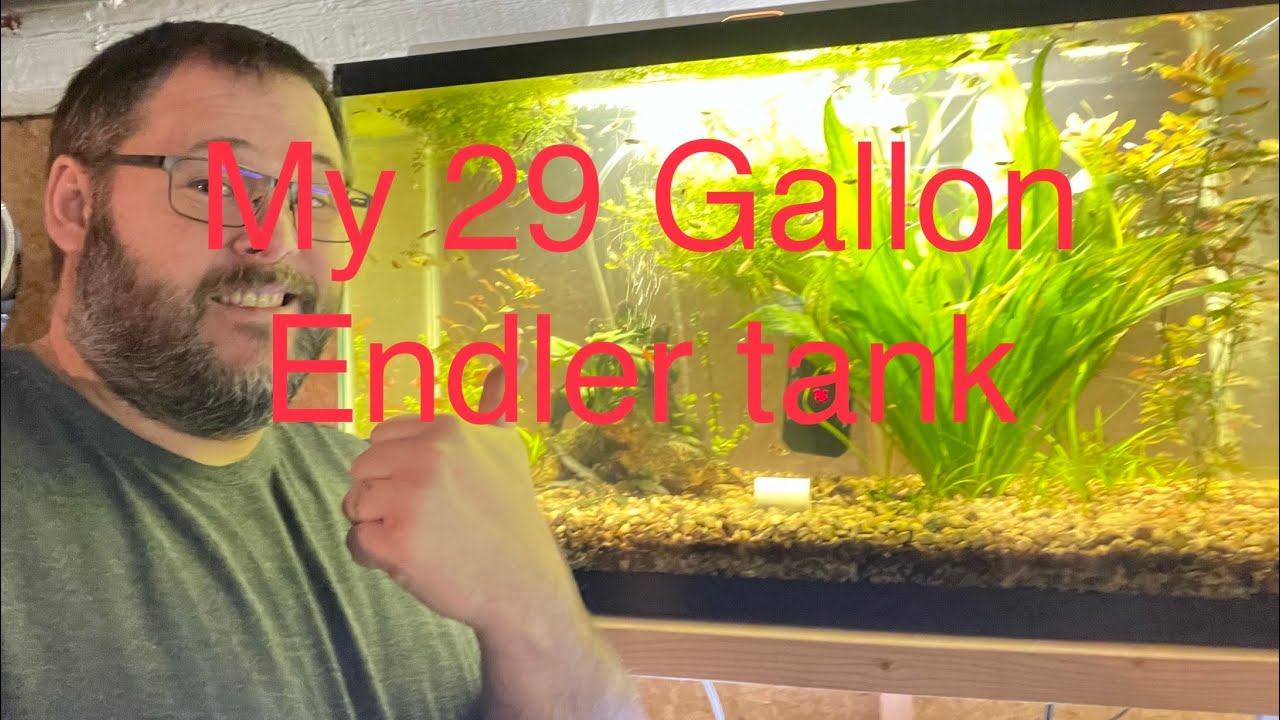 29 Gallon Endler Tank Tour 