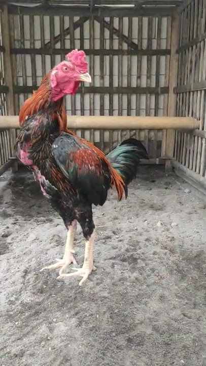 ayam magon 3,1kg.