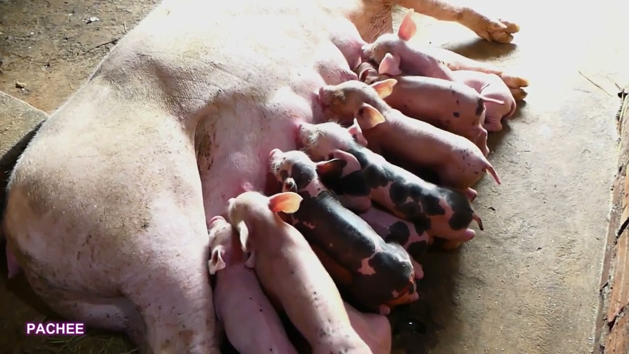 How To Earn MILLIONS Through PIG Farming! | 