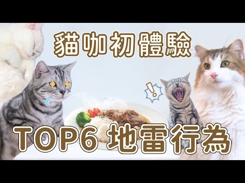 第一次進到貓咪咖啡廳要注意的TOP 6 ! #半刻貓 #貓咪 #咖啡廳 #高雄 #可愛 