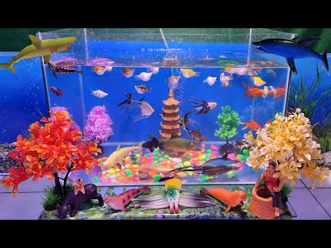 Video Video Cá Kiểng đẹp, động vật dể thương, khủng long 6... - youtube