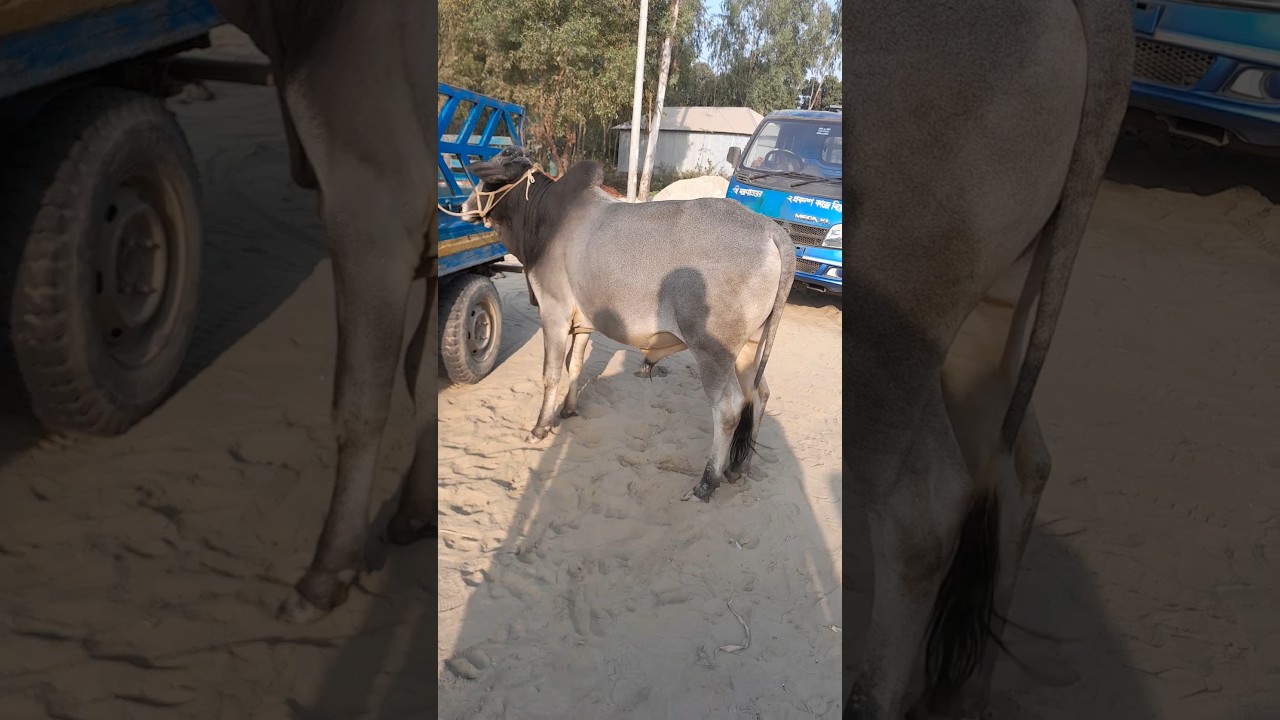 এই রঙের গরু আমার মতো অনেকের কাছেই পছন্দের।  গরুটি ৭৬ হাজার টাকায় বিক্রি হয়েছে।খাসিটি ২২ হাজার টাকা