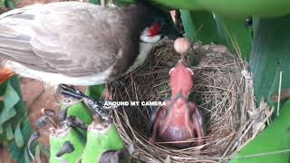 Mother feeding SUPER SPIDER to SOLO BABY bird after the Attack by Cuckoo | bulbul Bird Nest 11