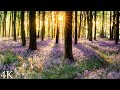 11 hours of 4k enchanting spring nature scenes  relaxing piano music for stress relief