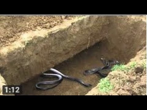 ثعبان يخرج من قبر الفنانه صباح وهذا هو السبب الجزء الثانى حقيقه ام لا Youtube