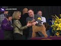 Lakeland Terriers | Breed Judging 2020 の動画、YouTube動画。