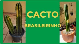 Cacto Mandacaru Brasileirinho - Como Plantar e Fazer o Cultivo