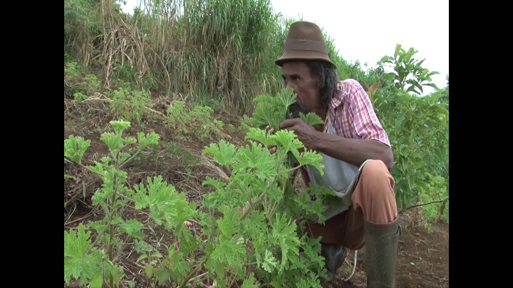 Zerbaz Péï - Géranium