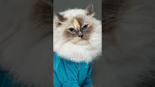 5 Reasons You Should NEVER Put Clothes On Your Cat