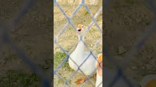 I’ve never heard a duck sound like this before 😭