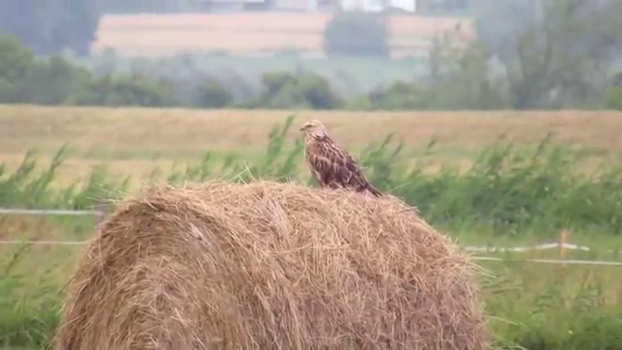 Kurhannik / Buteo rufinus / Long-legged Buzzard - Podkarpacie 