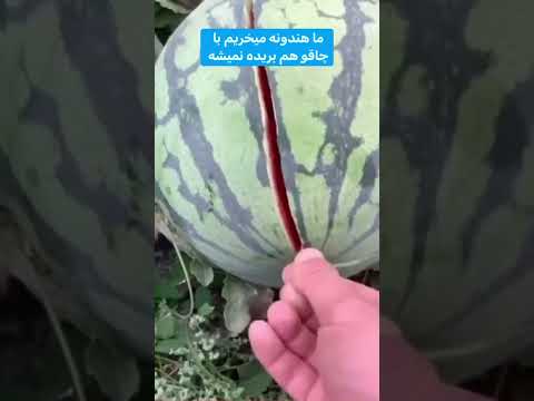 حالا ما هم هندونه می خریم