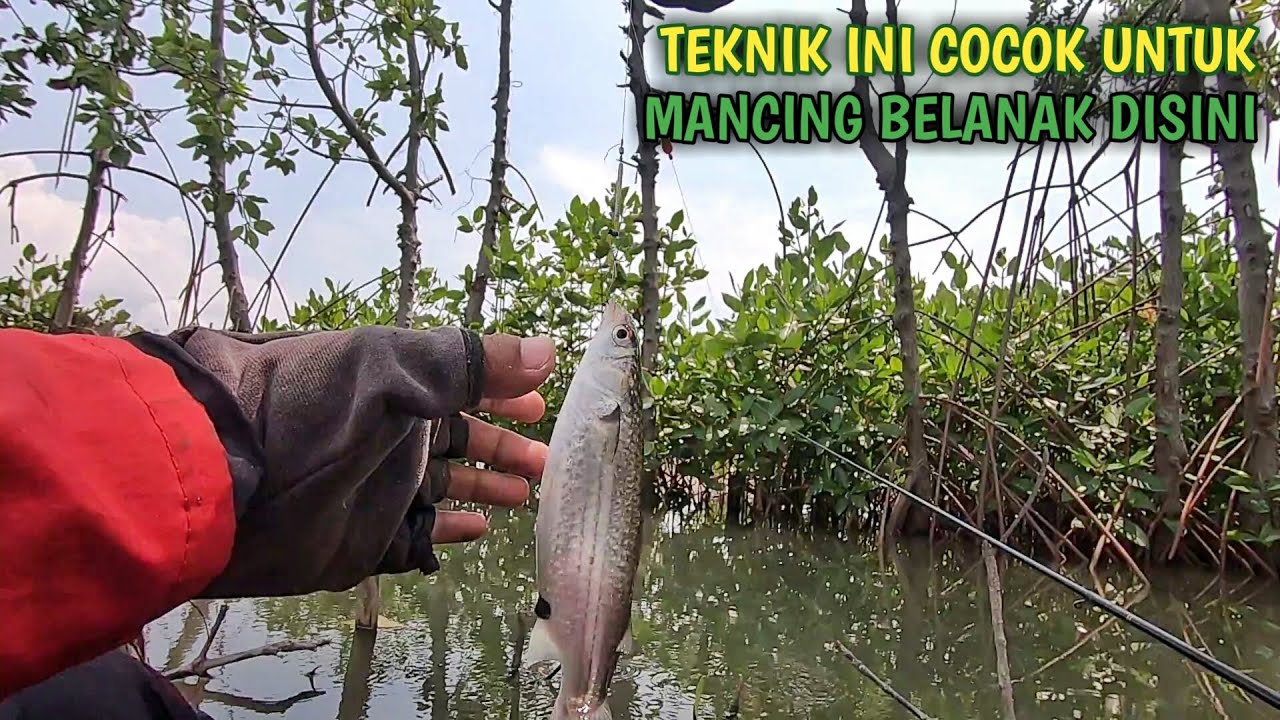 Spot Kecil Ikannya Selalu Rakus Makan || Mancing Belanak