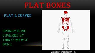 Human Bone Classification Explained Clearly | Anatomy for Beginners