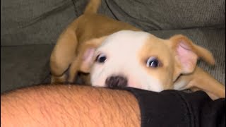 Puppy Attack