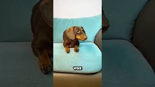 Cuando la señora dejó caer accidentalmente el dulce de Sonu al suelo. #shortvideo