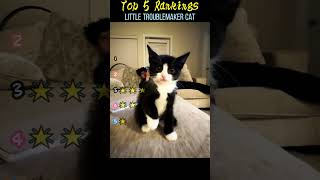 Little troublemaker cat #cat #funnyvideo #funny #happy #pets #babies #funnycats #cats #cute #kitten