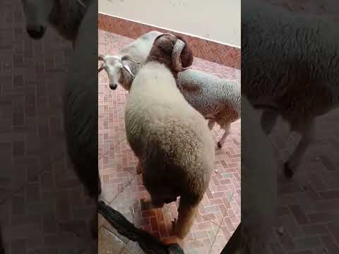 خرفان