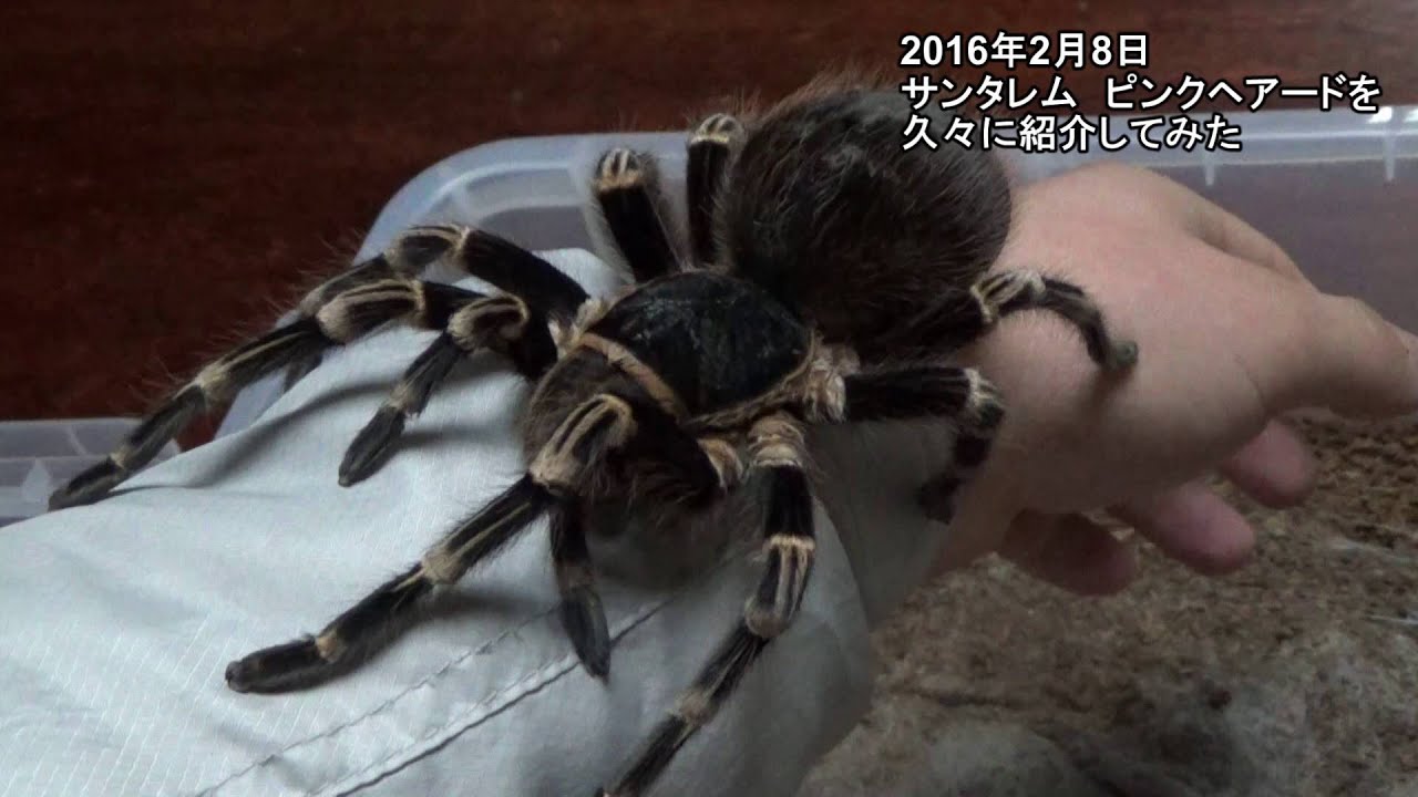 タランチュラ サンタレムの生態