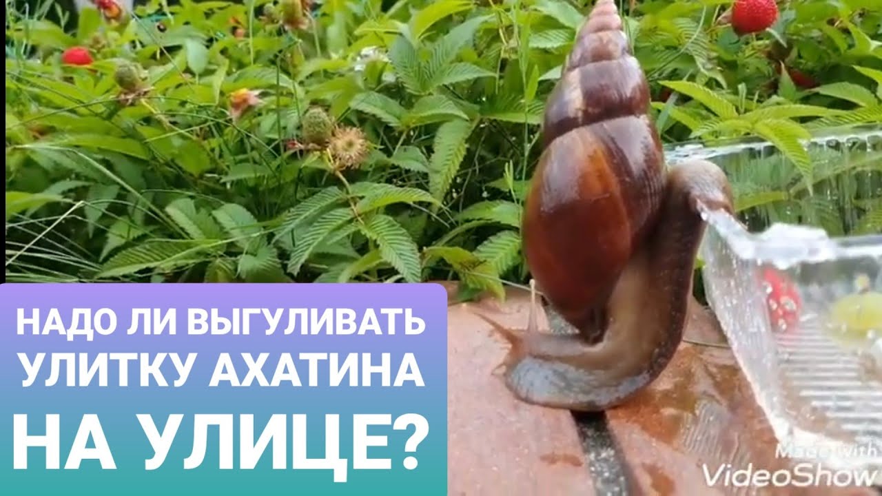 НАДО ЛИ ВЫГУЛИВАТЬ улитку Ахатин на улице? Чистим террариум