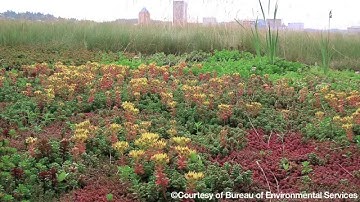 Don’t Get Soaked: Strategies to Manage Rainwater