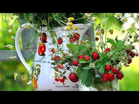 С ДОБРЫМ,ЛЕТНИМ УТРОМ!