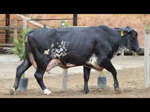 LOTE 01 317 1803 CG Belinha Fiv Jedi Gb Agro