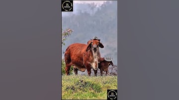 Sapi brahman #cow #sapipedaging #sapigemuk #sapi #sapimakan #animals