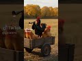 الدجاج والقط اغنيه يرقص الديك الديك الديك والدجاج فيديو ذكاء الاصطناعي رقصه الديك سوريا احبك ازمير ا الدجاج والقط اغنيه يرقص الديك الديك الديك والدجاج فيديو ذكاء الاصطناعي رقصه الديك سوريا احبك ازمير ا