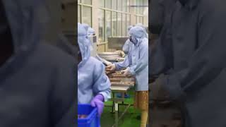 Manufacturing Plant Of Indusvivaislim Manufacturingicoffee Packing