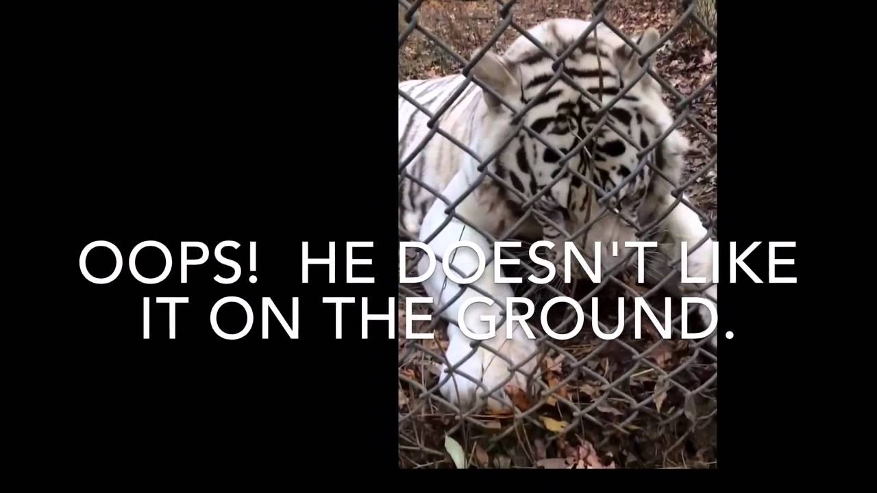 Feeding Jellybean Tiger - Carolina Tiger Rescue - YouTube