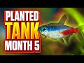 My First Planted Community Aquarium - Month 5 Update!