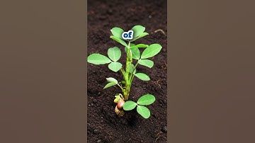 Timelapse - Peanut #shorts #timelapse #peanut #@NielShaf94