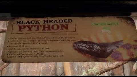 Black Headed Python
