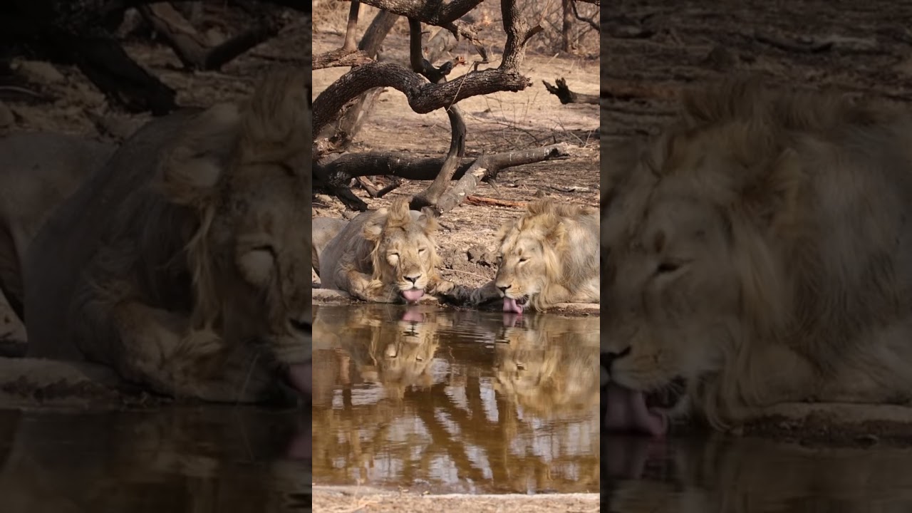 Face to Face with the Wild’s Fiercest Creatures 