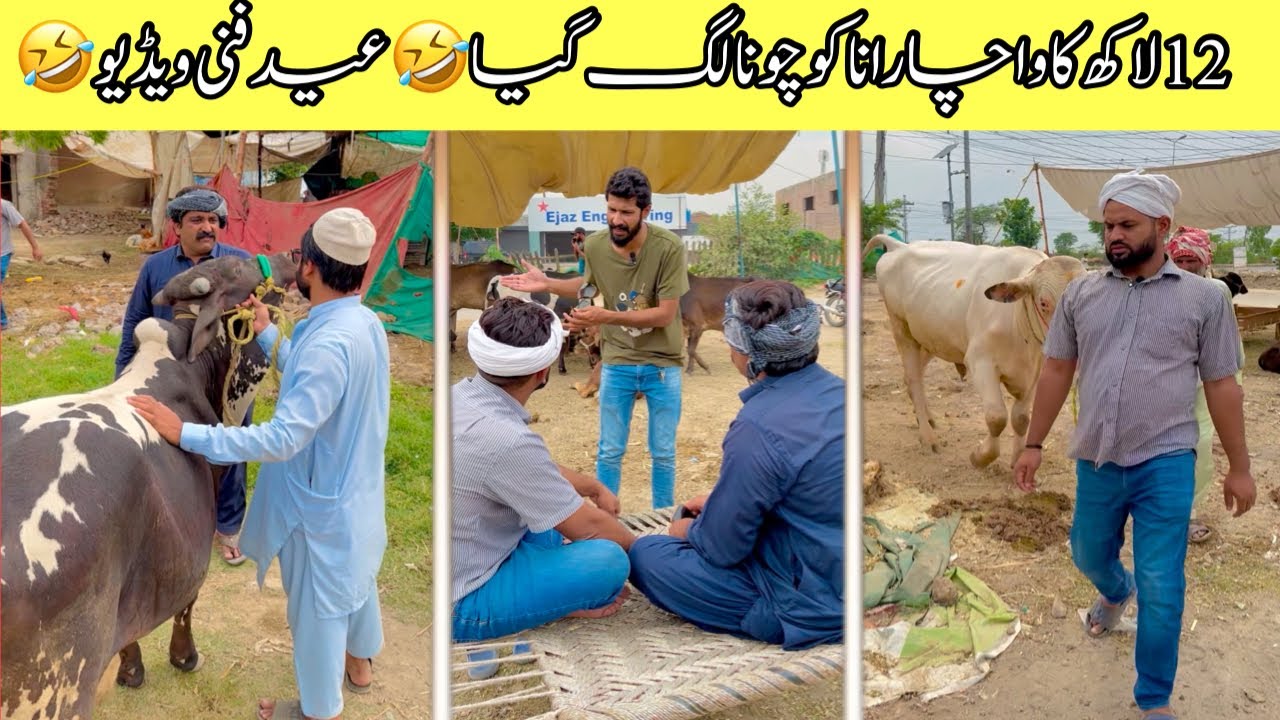 12 lakh ka wachaa Rana Ko chuna lag gya 🤣 || bakra Eid Funny video
