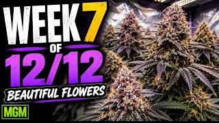 Week 7 of flower looks good 