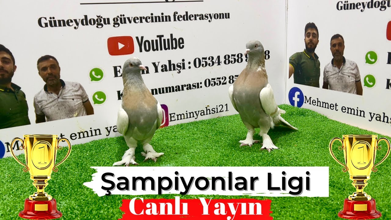 Canlı Güvercin Oyun Kuşu Mezatı Emin Yahşi Canlı Mezat ‼️ #canlı #