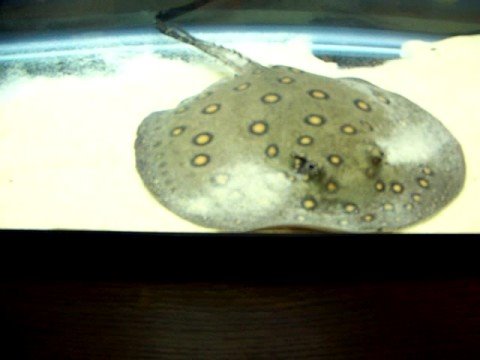 What does a stingray eat?