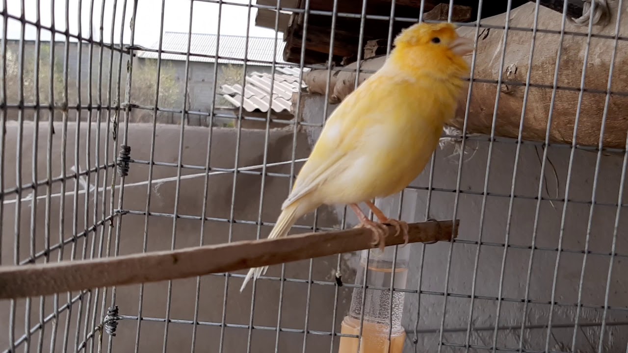 Канарейка поет - YouTube