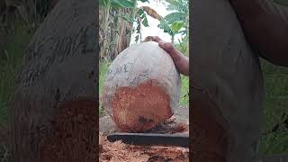 Download Lagu suara membuka sabut kelapa #coconut #kelapa #kelapatua #sabut#sabutkelapa #shortvideo #shorts #short MP3