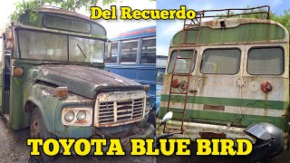 TOYOTA BLUE BIRD, ¨RELIQUIA¨ que fue del MINISTERIO DE AGRICULTURA | Buses del RECUERDO