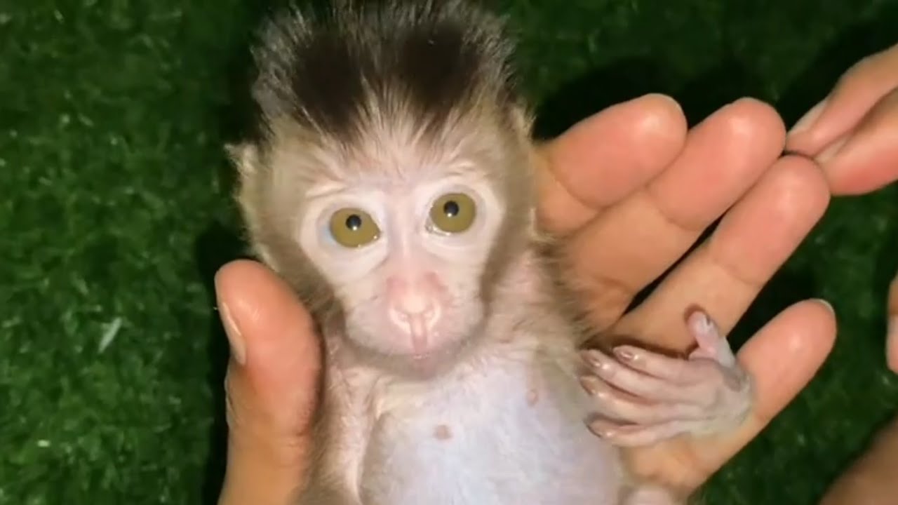 LITTLE MONKEY LOUI WAITING MILK 