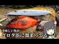 ゴロタ浜でルアー投げて、ウマウマ魚を釣っちゃうぞ!